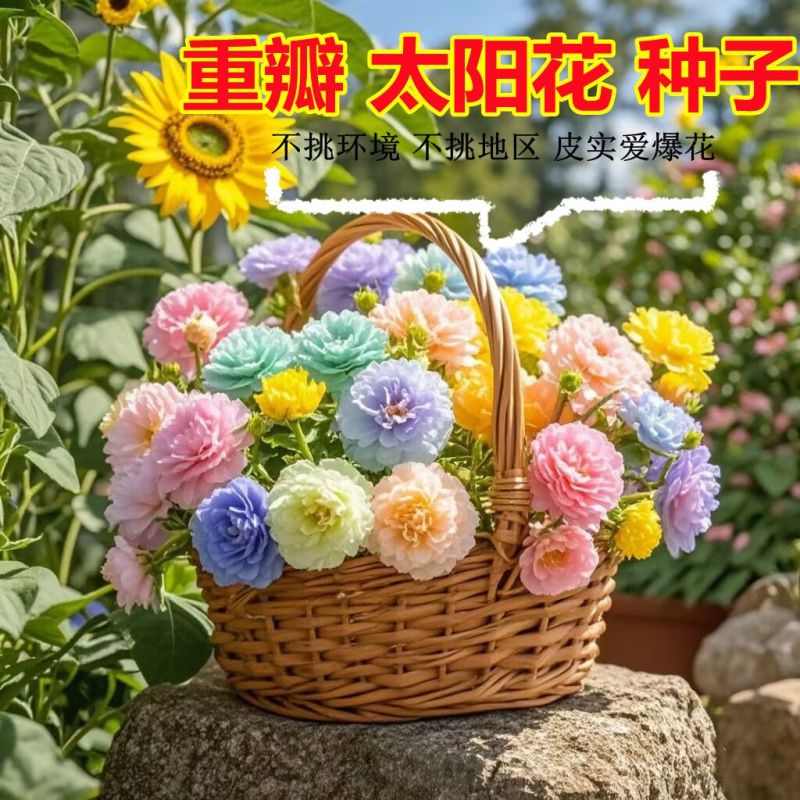 重瓣太阳花种子花种籽子四季播种开花混色阳台花籽易种活盆栽