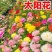 重瓣太阳花种子花种籽子四季播种开花混色阳台花籽易种活盆栽