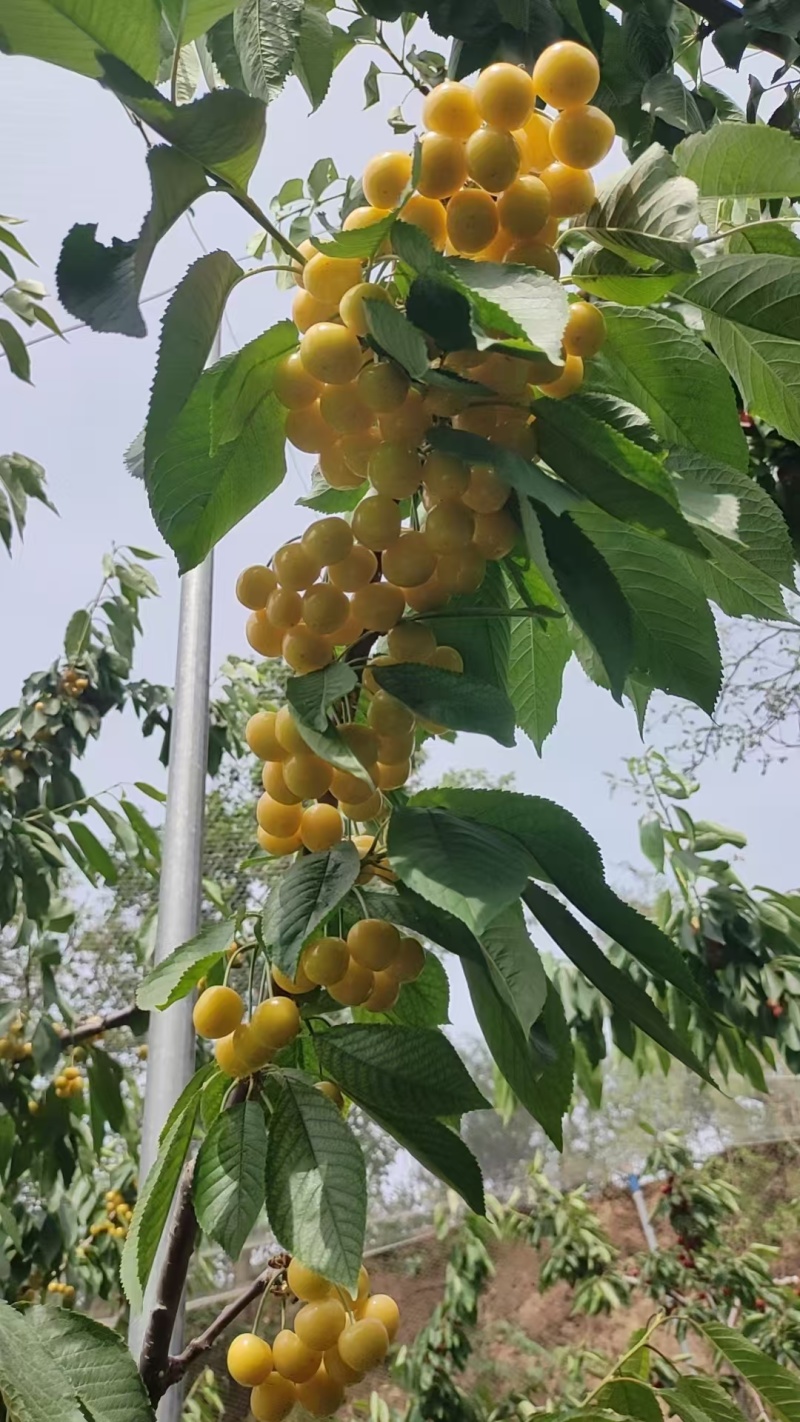 河南半山区陆地阳历五月齐早（纯甜）上市沙王大黄蜜