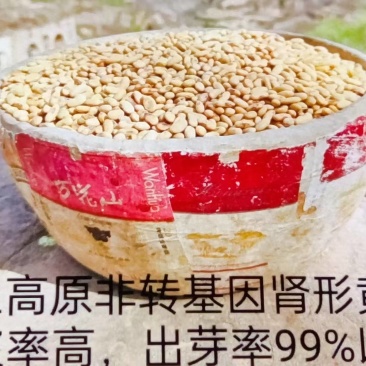 黄土高原非转基因肾型黑脐黄豆