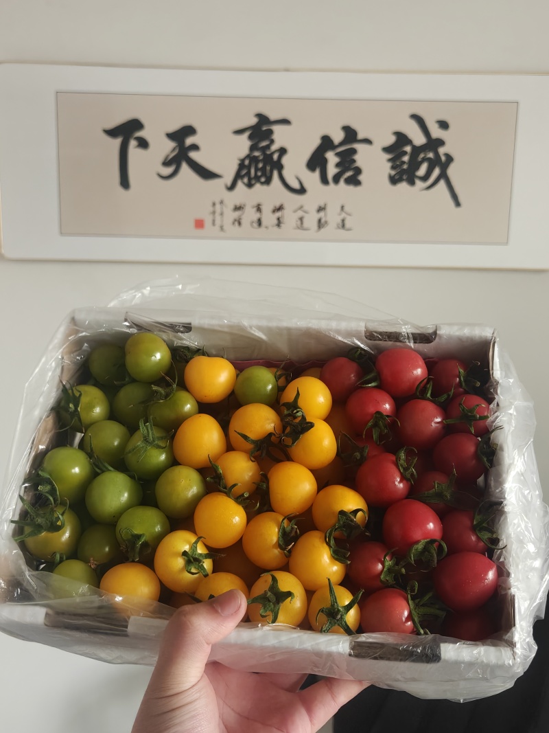 三色番茄礼盒装大量现货供应，产地直供一手货源，
