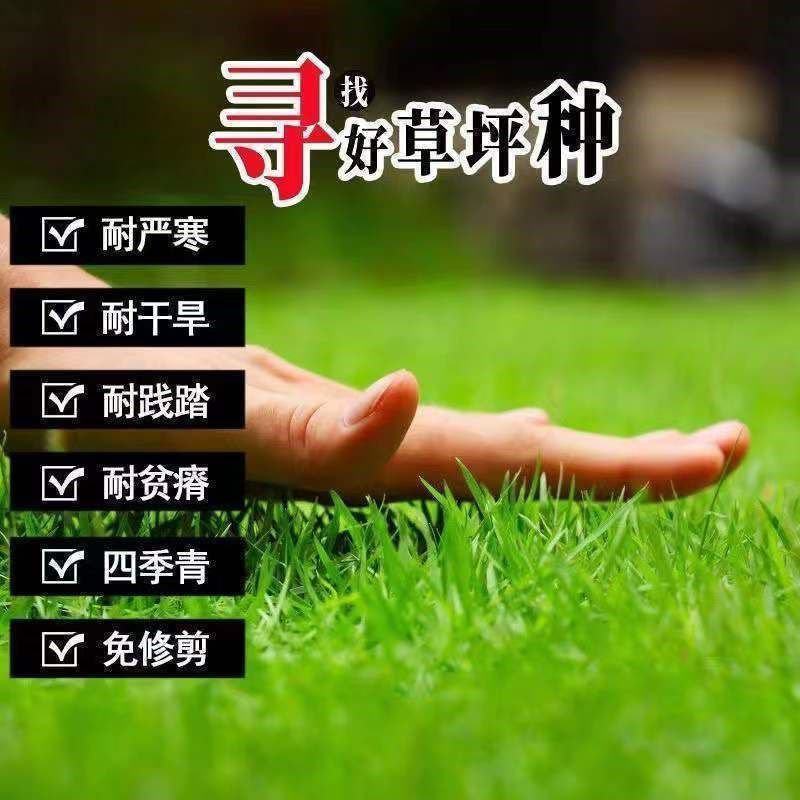 矮生草坪种子耐寒耐旱四季青草籽免修剪护坡固土庭院别墅小区