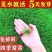 矮生草坪种子耐寒耐旱四季青草籽免修剪护坡固土庭院别墅小区