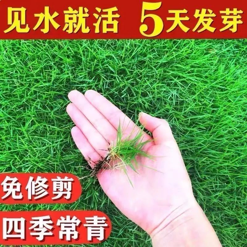 矮生草坪种子耐寒耐旱四季青草籽免修剪护坡固土庭院别墅小区