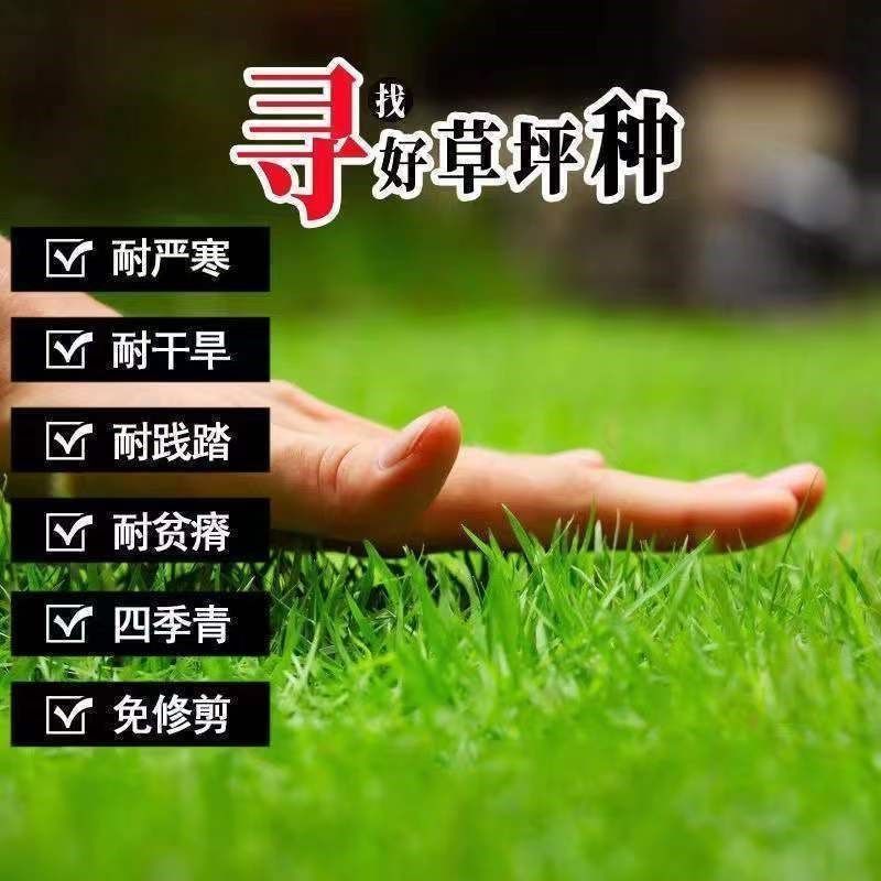 矮生草坪种子耐寒耐旱四季青草籽免修剪护坡固土庭院别墅小区