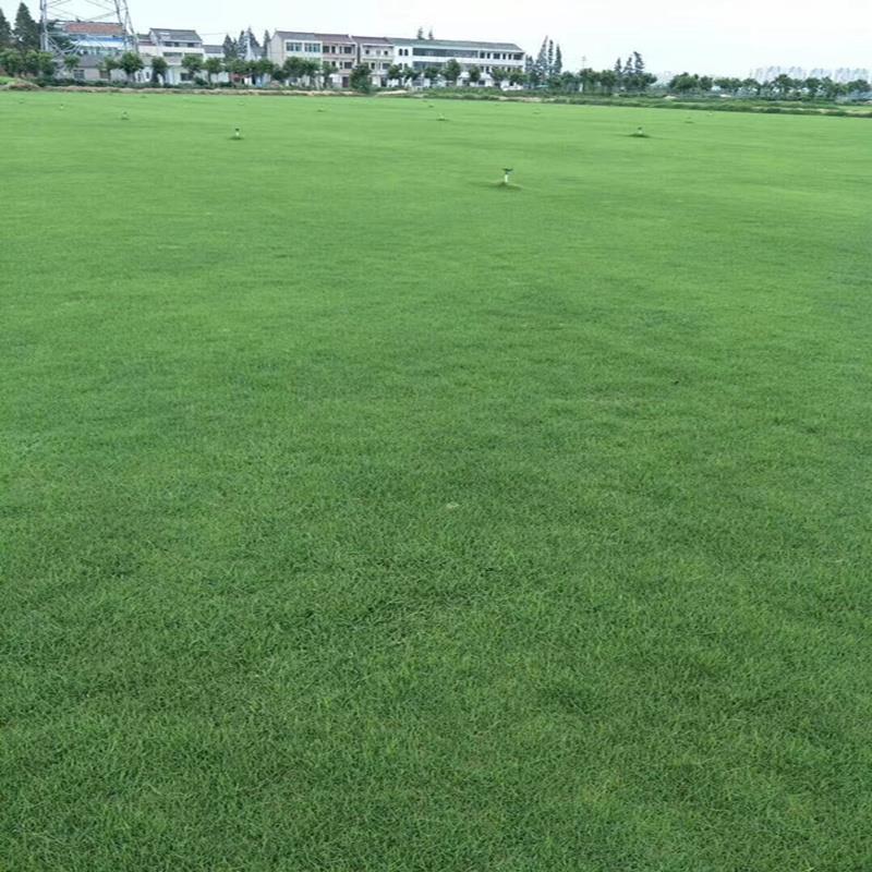 矮生草坪种子耐寒耐旱四季青草籽免修剪护坡固土庭院别墅小区