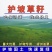 矮生草坪种子耐寒耐旱四季青草籽免修剪护坡固土庭院别墅小区