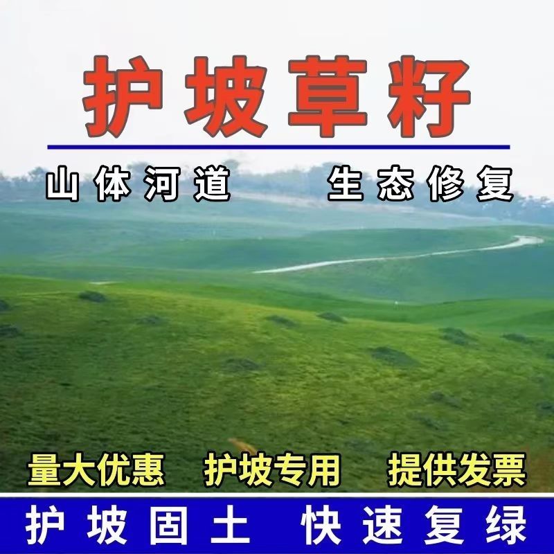 矮生草坪种子耐寒耐旱四季青草籽免修剪护坡固土庭院别墅小区