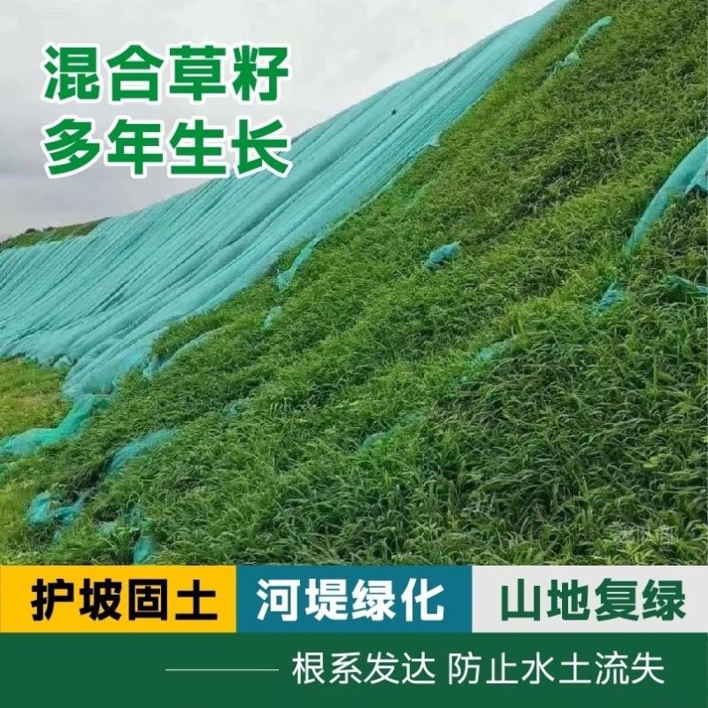 矮生草坪种子耐寒耐旱四季青草籽免修剪护坡固土庭院别墅小区