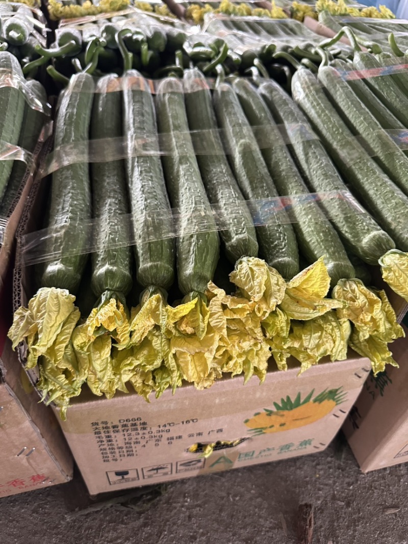 江苏丝瓜，产地直发，量大优惠，可视频看货，对接全国市场
