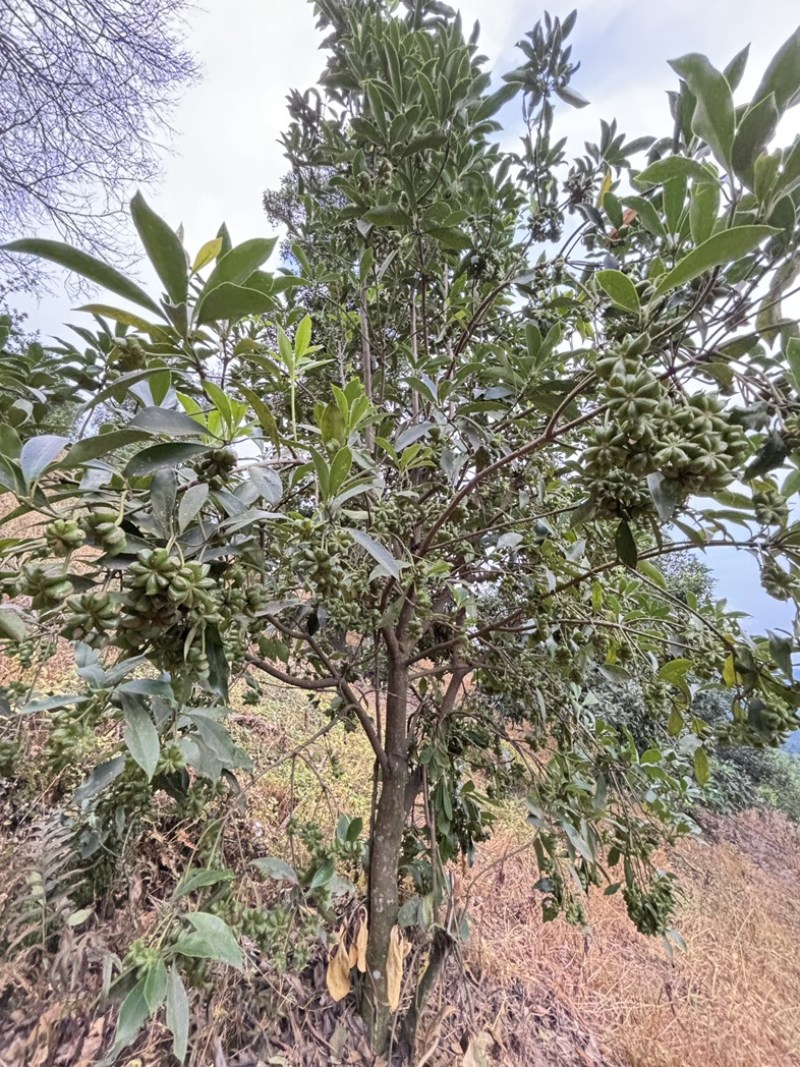 古龙八角嫁接苗直生苗