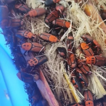 竹笋虫种虫公母竹虫成对卖适合养殖需要的老板联系
