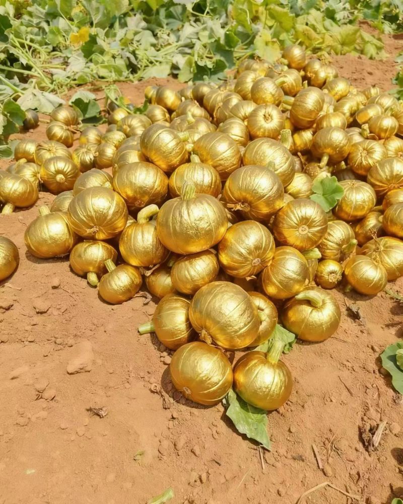 广东老贝贝南瓜粉面香甜产地直发品质保证，临沂分销