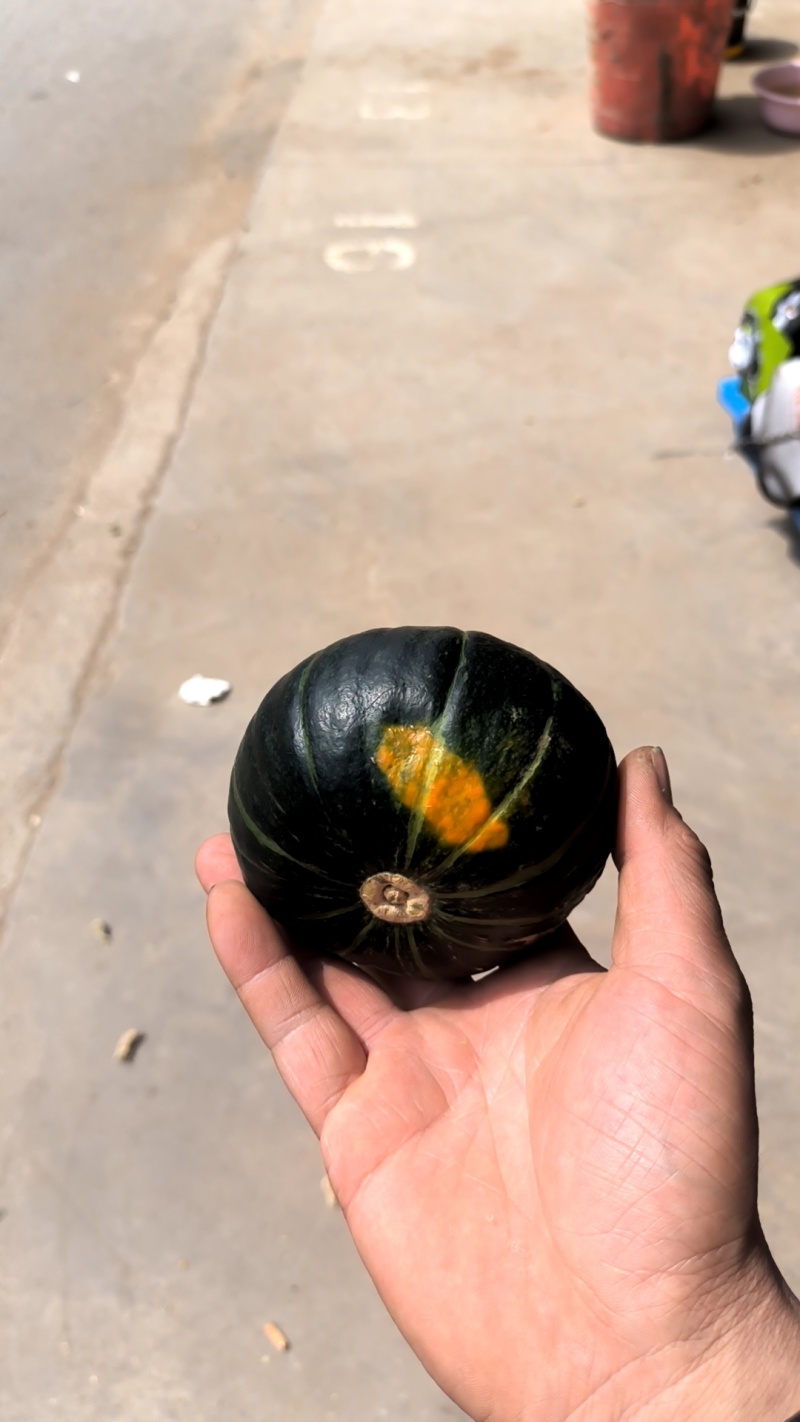广东老贝贝南瓜粉面香甜产地直发品质保证，临沂分销