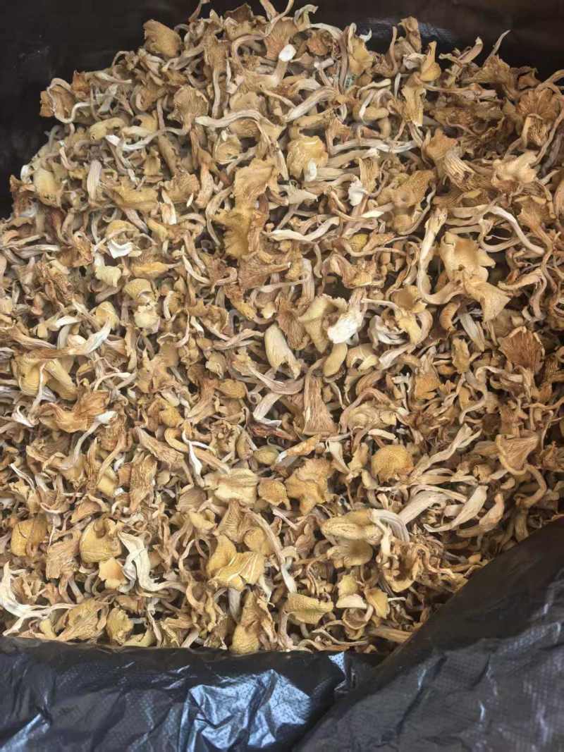 鸡油菌