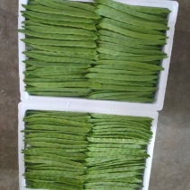 精品云豆产地直发全国直发，大量有货，量大从优