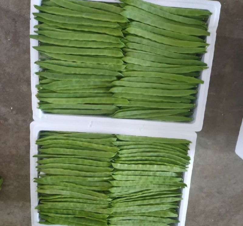 精品云豆产地直发全国直发，大量有货，量大从优