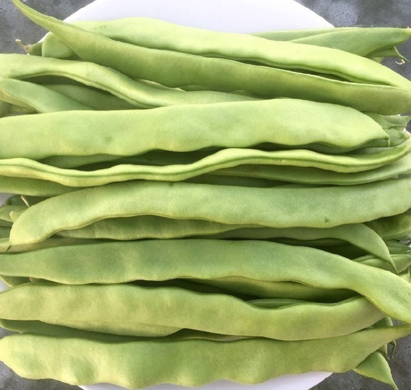 精品云豆产地直发全国直发，大量有货，量大从优