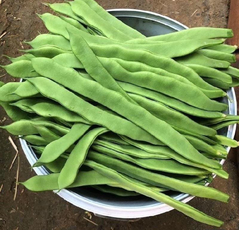 精品云豆产地直发全国直发，大量有货，量大从优