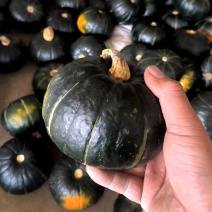 广东老贝贝南瓜粉面香甜产地直发品质保证，临沂分销