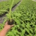 桂蕉一号、小米蕉、红香蕉苗，杯苗成活率高，好管理