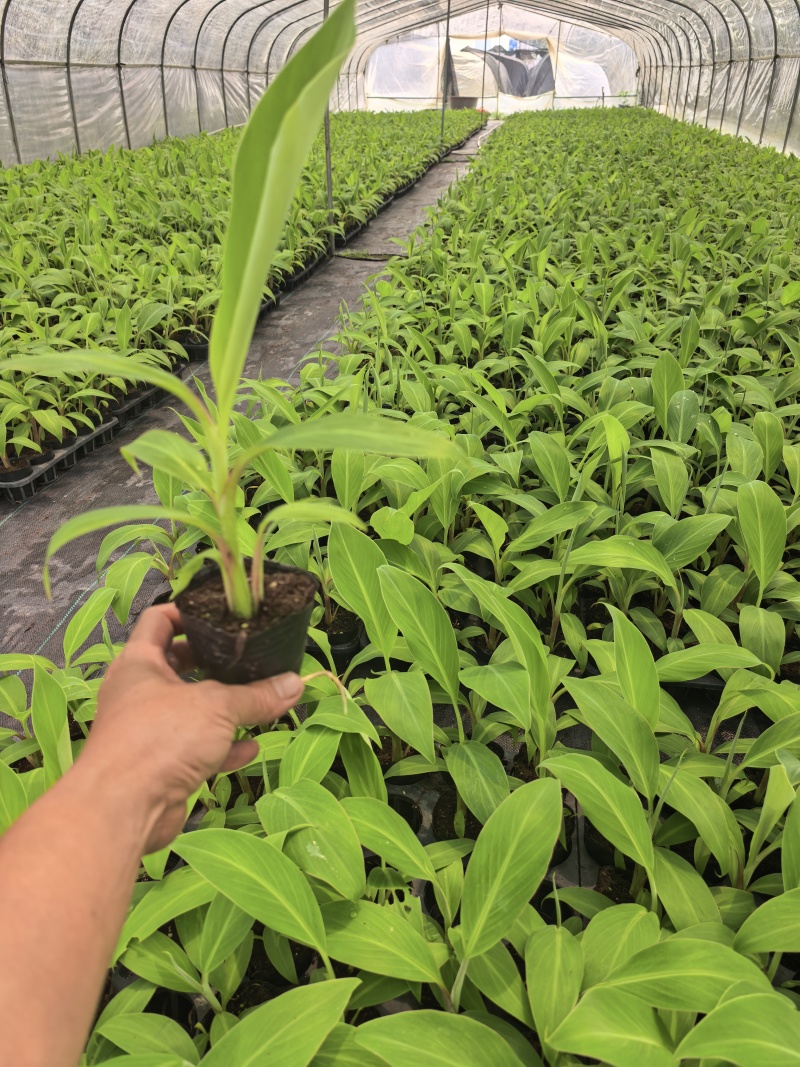 桂蕉一号、小米蕉、红香蕉苗，杯苗成活率高，好管理