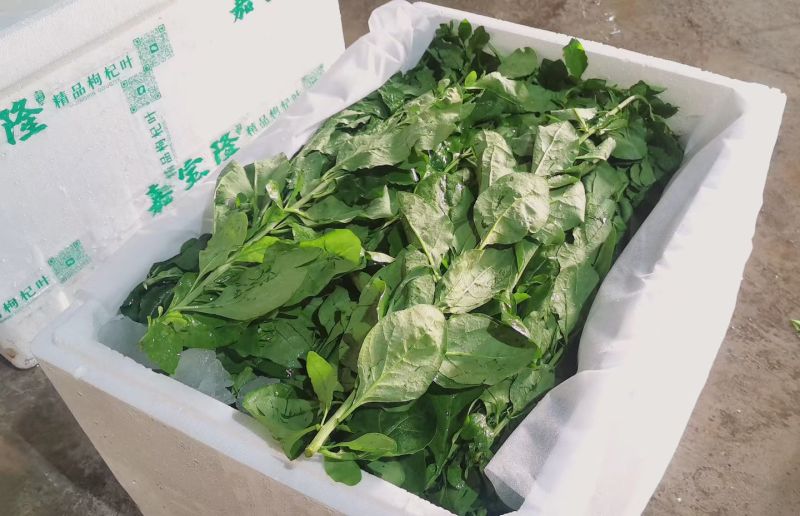 广东大叶种枸杞叶，精品中的精品。每天可稳定供货三吨起