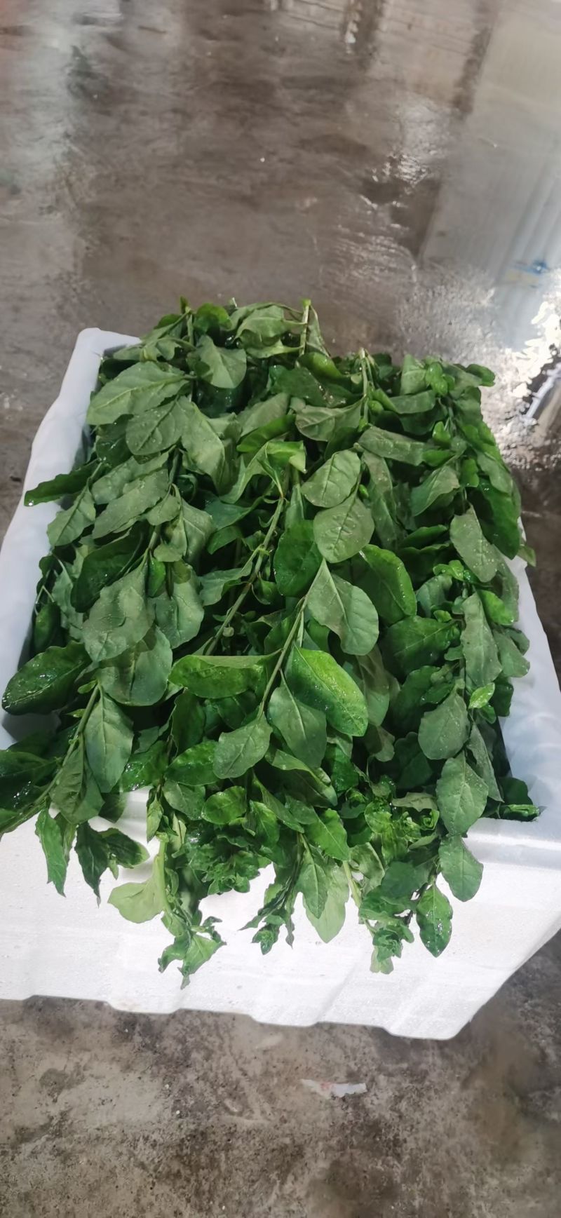 广东大叶种枸杞叶，精品中的精品。每天可稳定供货三吨起