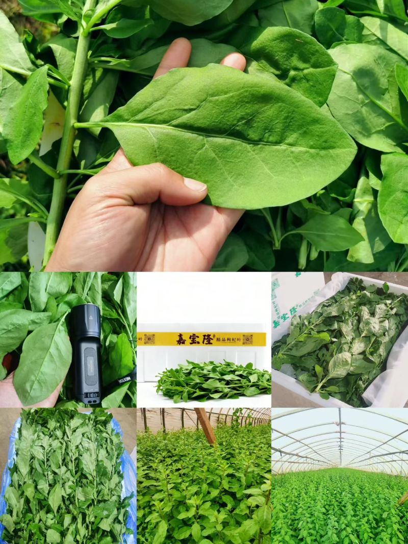 广东大叶种枸杞叶，精品中的精品。每天可稳定供货三吨起