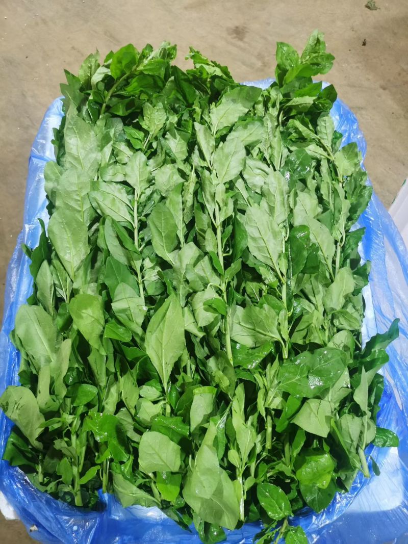 广东大叶种枸杞叶，精品中的精品。每天可稳定供货三吨起