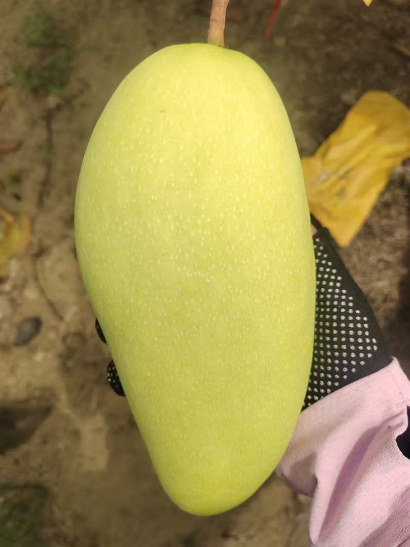 【热卖】海南正宗金煌芒产地直发货源充足全国代发可视频看货