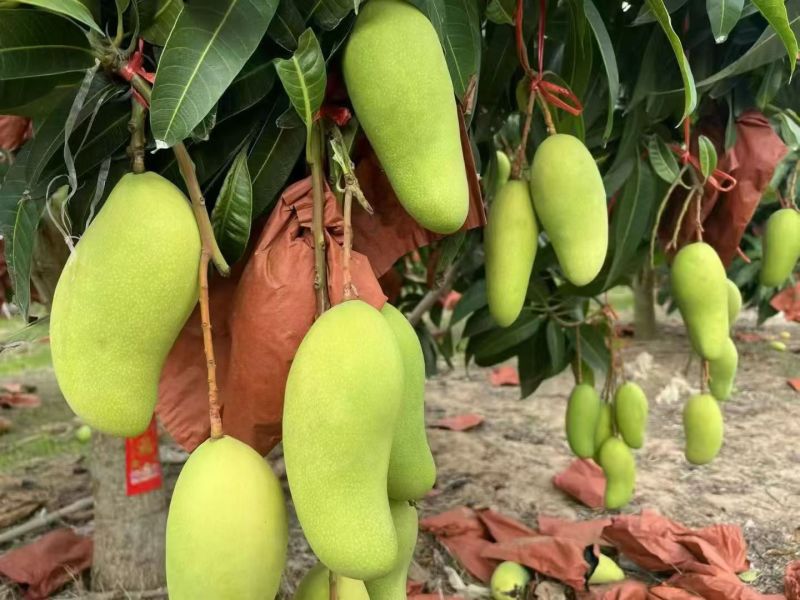 【热卖】海南正宗金煌芒产地直发货源充足全国代发可视频看货