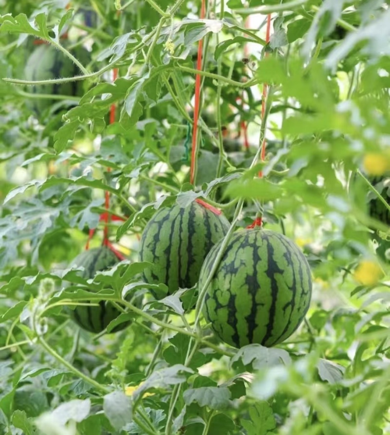 江苏精品特小凤西瓜货源充足产地直发保质保量欢迎采购