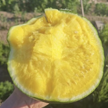 江苏精品特小凤西瓜货源充足产地直发保质保量欢迎采购