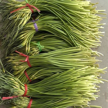大明蒜苔大张蒜苔