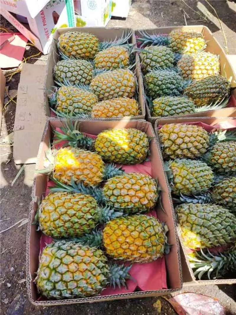 海南金钻17号菠萝大量上市产地直发规格齐全