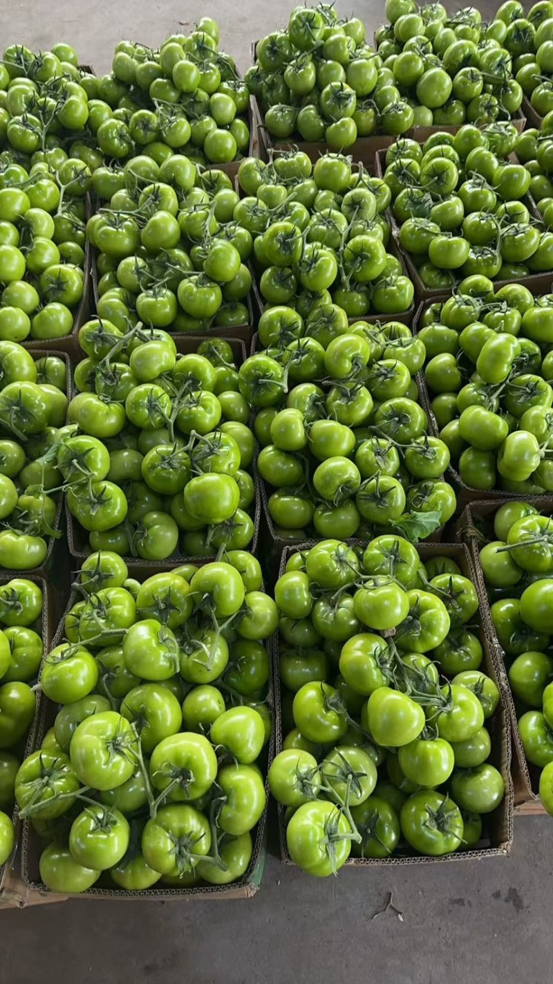 硬粉西红柿产地直发保证质量，量大优惠，对接全国市场电商平