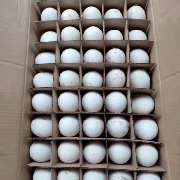 150枚装精品鹅蛋