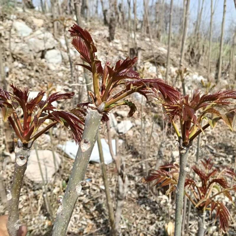 山东省香椿芽产地公布，大量香椿芽大量上市了，保证让你满意