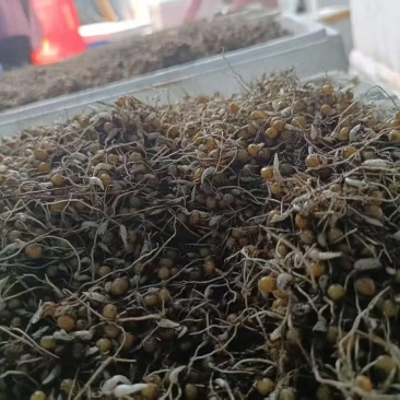 黄精催芽种子多花姜型高杆不倒苗甜黄精催芽种子新鲜优质品种
