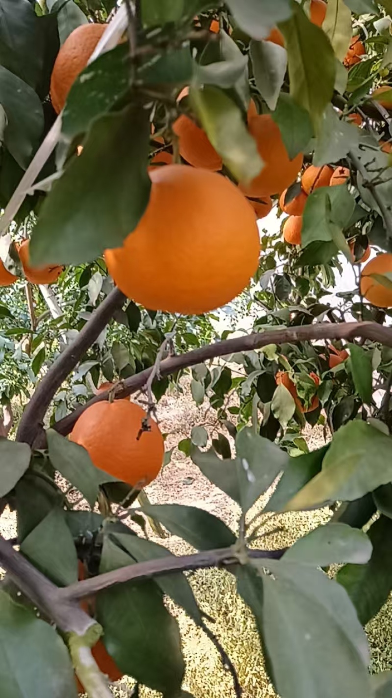 青见柑橘