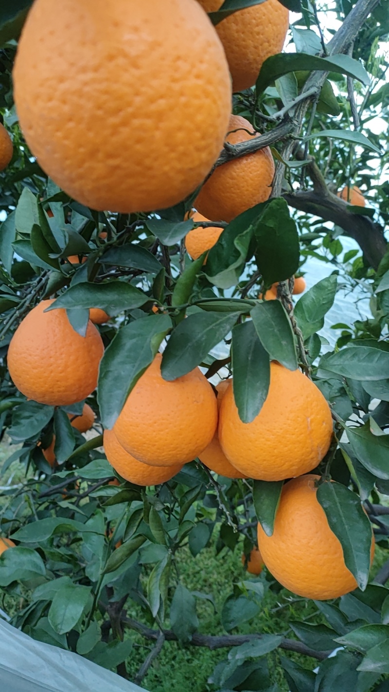 青见柑橘
