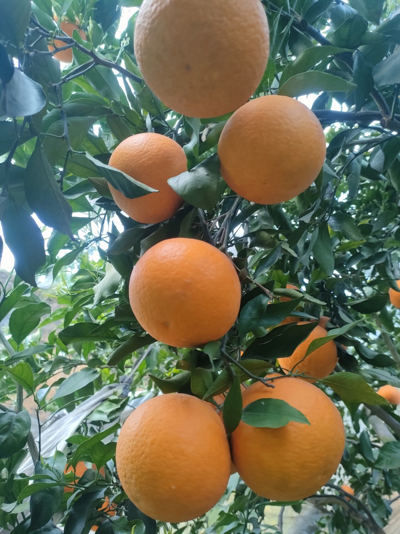 青见柑橘