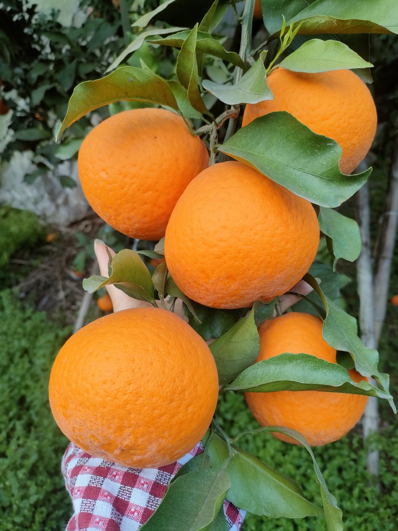 青见柑橘