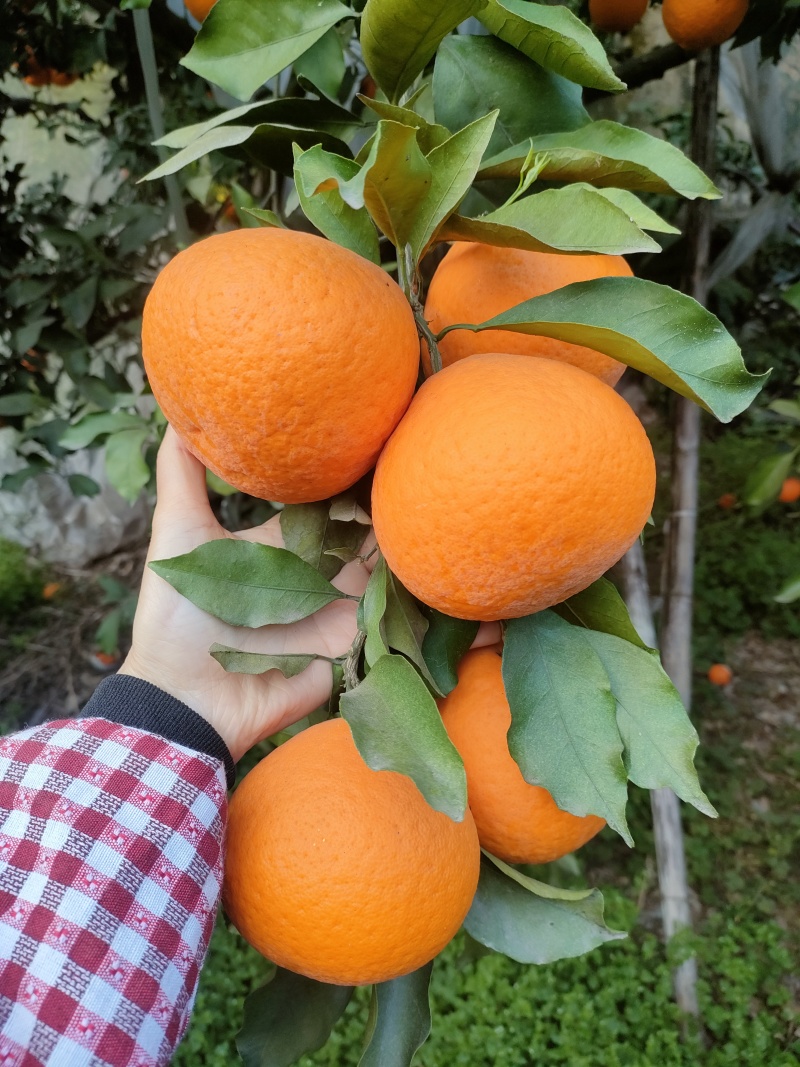 青见柑橘