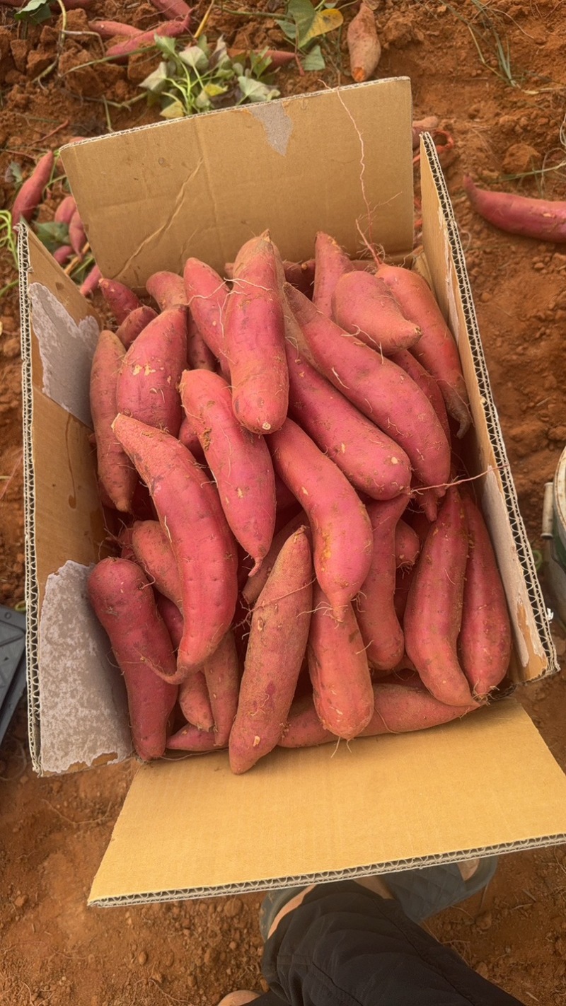 西瓜红蜜薯