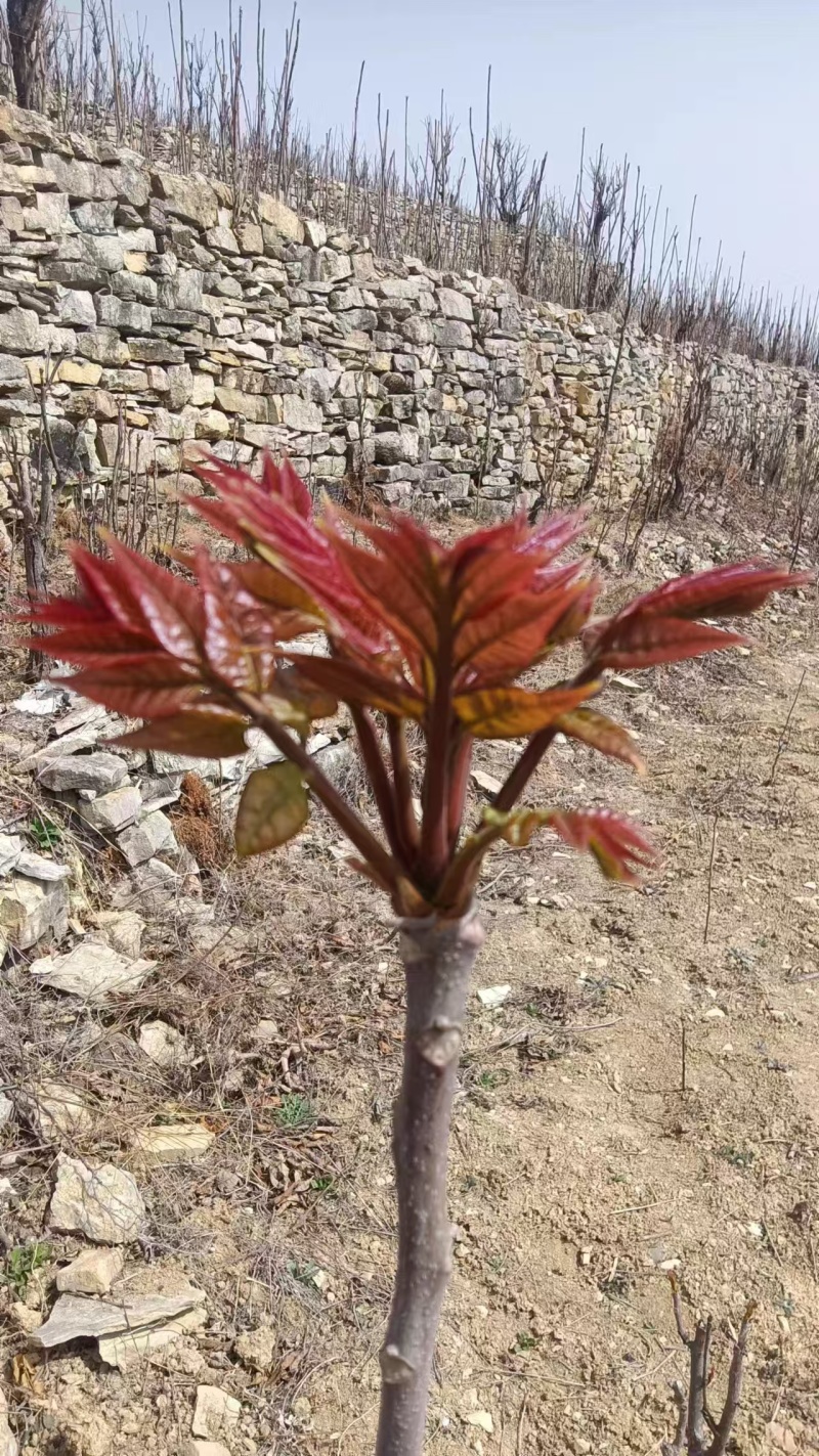 山东省香椿芽产地公布，大量香椿芽大量上市了，保证让你满意