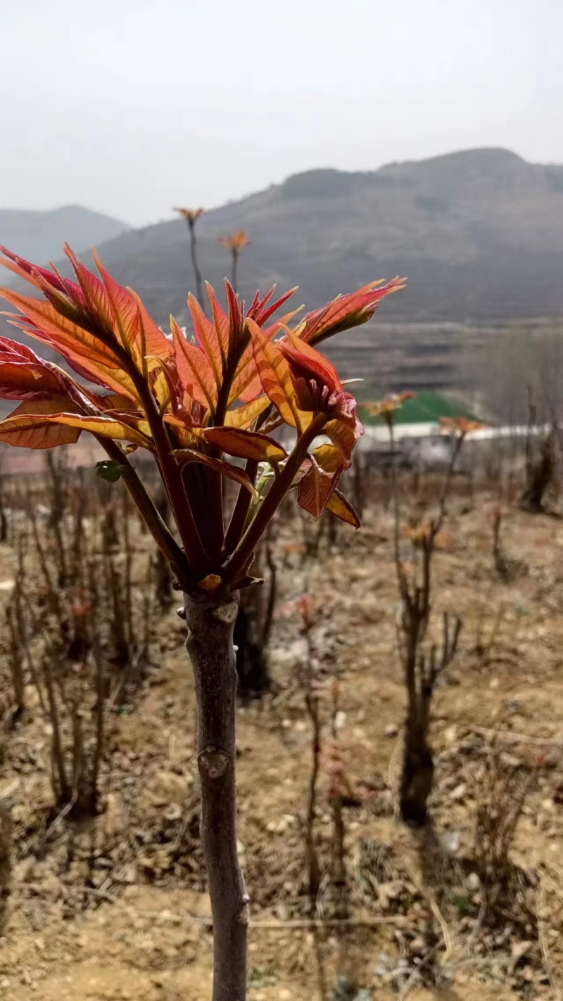 山东省香椿芽产地公布，大量香椿芽大量上市了，保证让你满意