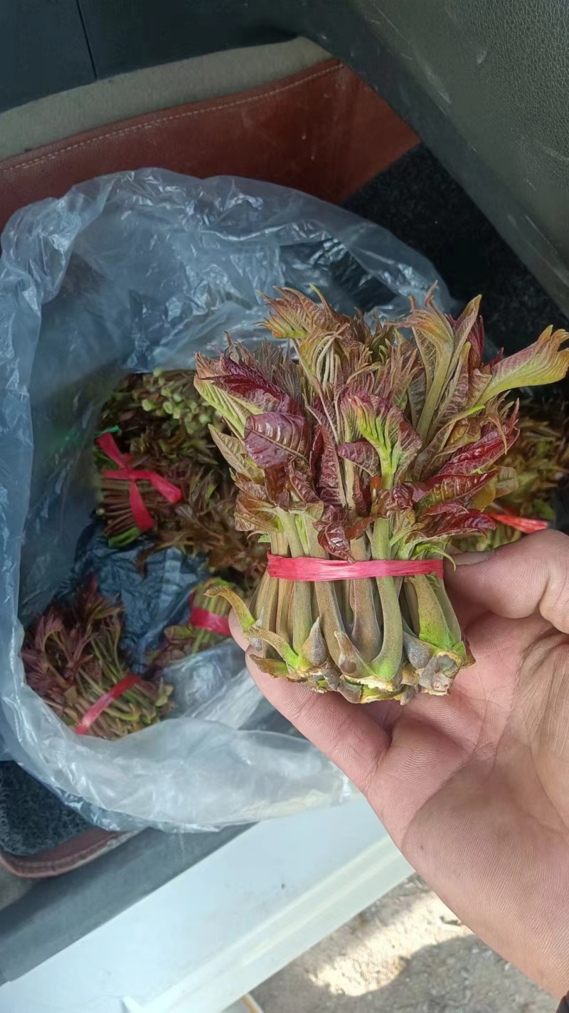 山东省香椿芽产地公布，大量香椿芽大量上市了，保证让你满意