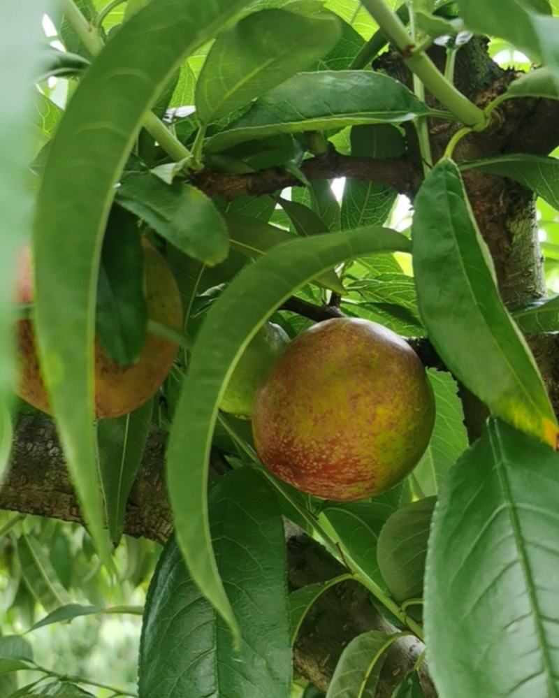 云南省红河州石屏县油桃